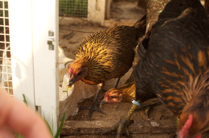 pollitoandjuanito - 1