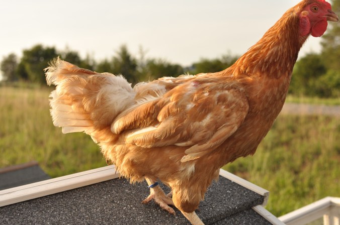 WhiteandBlueTrudy - 1